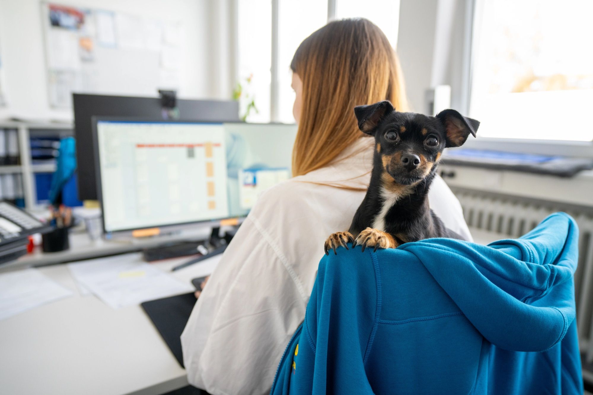 Mitarbeiterin am Bildschirm im Büro von Elektro Köhl, über ihre Schulter schaut der Bürohund